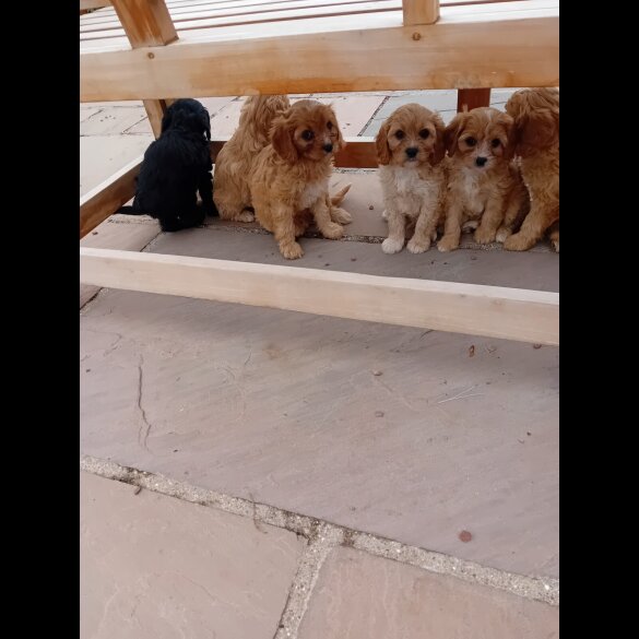 Cavapoo - Both