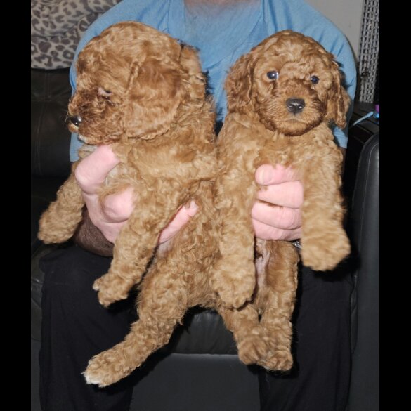 Cavapoo - Both