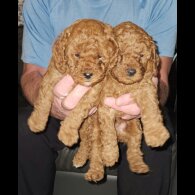 Cavapoo - Both