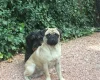 Pug