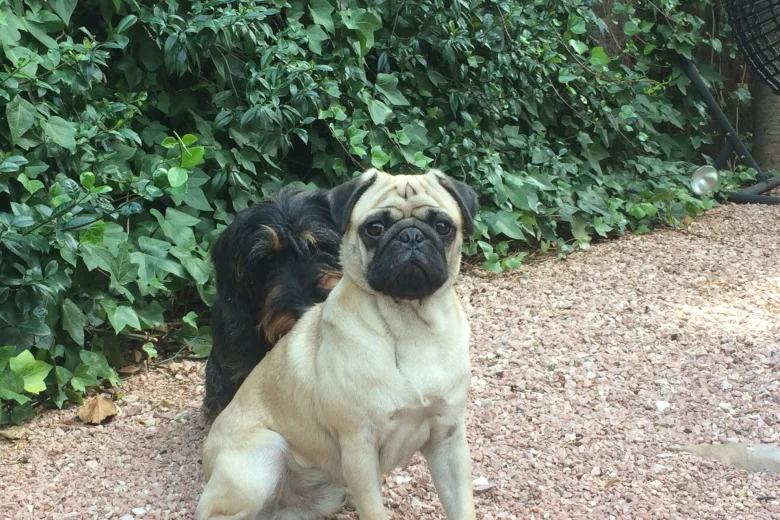 Pug