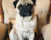 Pug