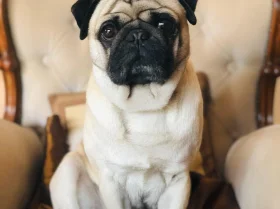 Pug