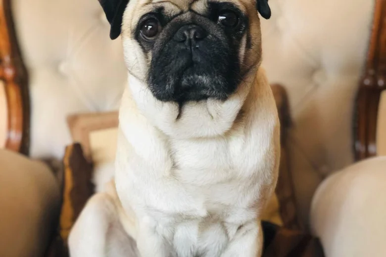 Pug