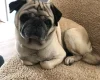 Pug