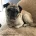 Pug