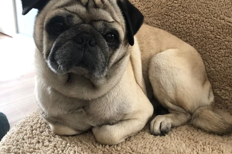 Pug