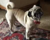 Pug