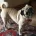Pug