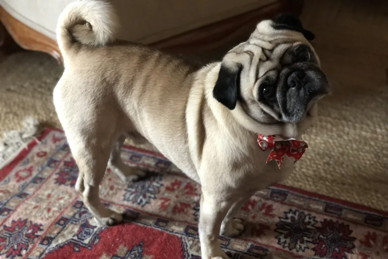 Pug
