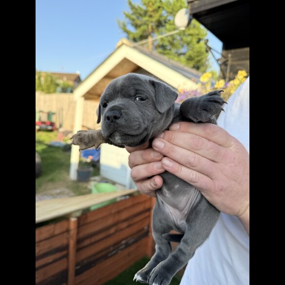 Staffordshire Bull Terrier - Both