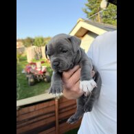 Staffordshire Bull Terrier - Both