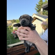 Staffordshire Bull Terrier - Both