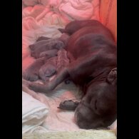 Staffordshire Bull Terrier - Both