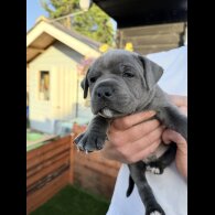 Staffordshire Bull Terrier - Both