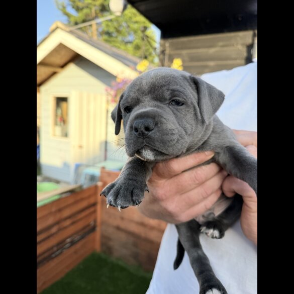 Staffordshire Bull Terrier - Both