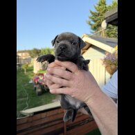 Staffordshire Bull Terrier - Both