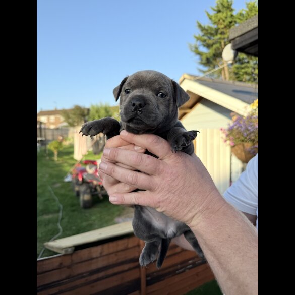 Staffordshire Bull Terrier - Both