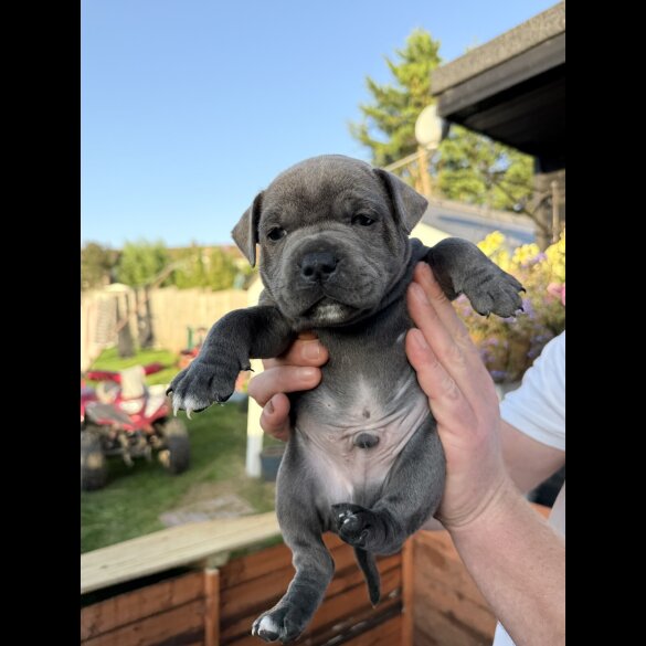 Staffordshire Bull Terrier - Both
