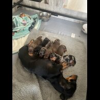 Dachshund (Smooth Haired) - Both