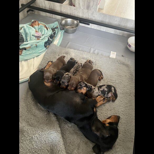 Dachshund (Smooth Haired) - Both