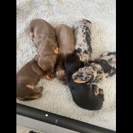 Dachshund (Smooth Haired) - Both
