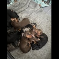 Dachshund (Smooth Haired) - Both