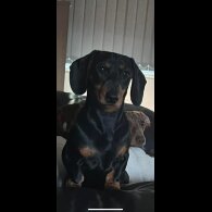 Dachshund (Smooth Haired) - Both