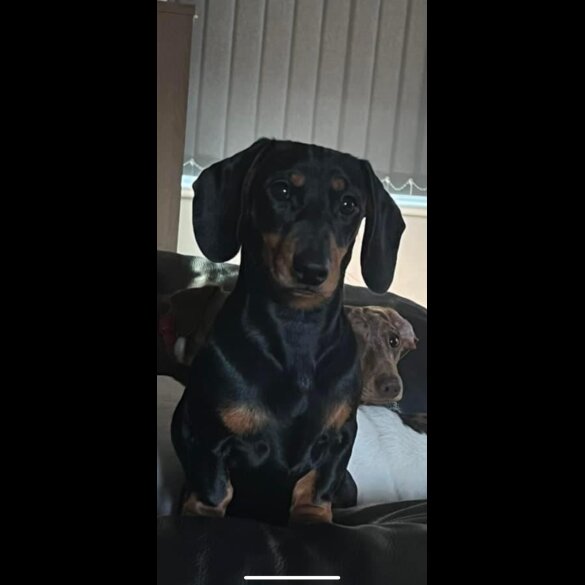 Dachshund (Smooth Haired) - Both