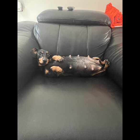 Dachshund (Smooth Haired) - Both