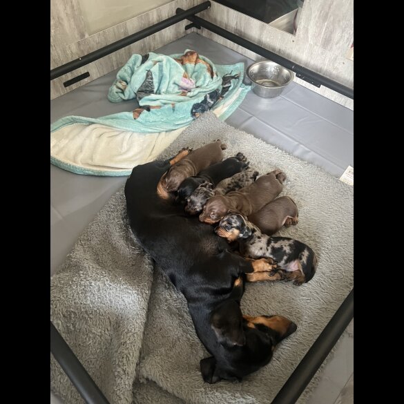 Dachshund (Smooth Haired) - Both