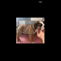 English Bulldog - Both