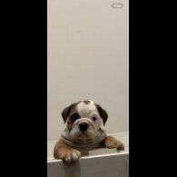English Bulldog - Both