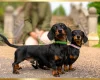 Dachshund (Miniature Smooth Haired)