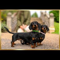Dachshund (Miniature Smooth Haired)