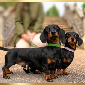 Dachshund (Miniature Smooth Haired)