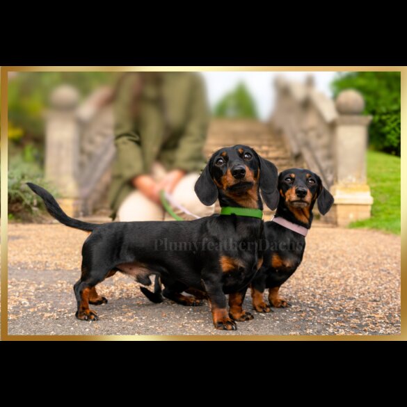 Dachshund (Miniature Smooth Haired)