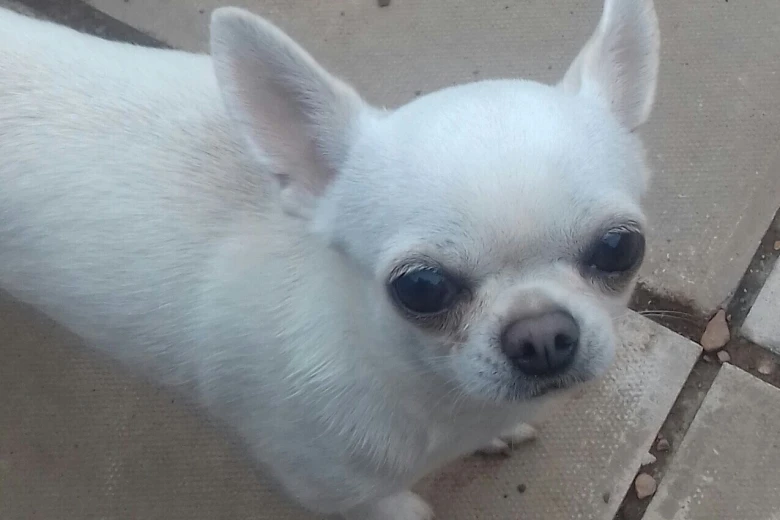 Chihuahua