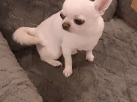 Chihuahua