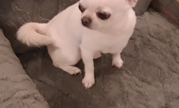 Chihuahua