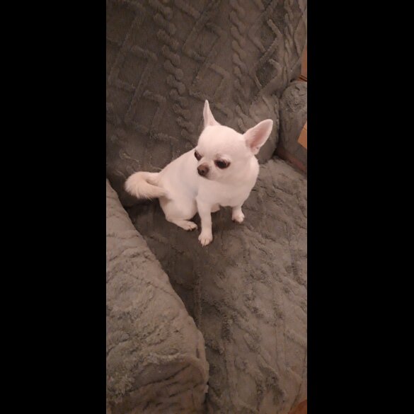 Chihuahua