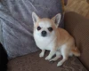 Chihuahua