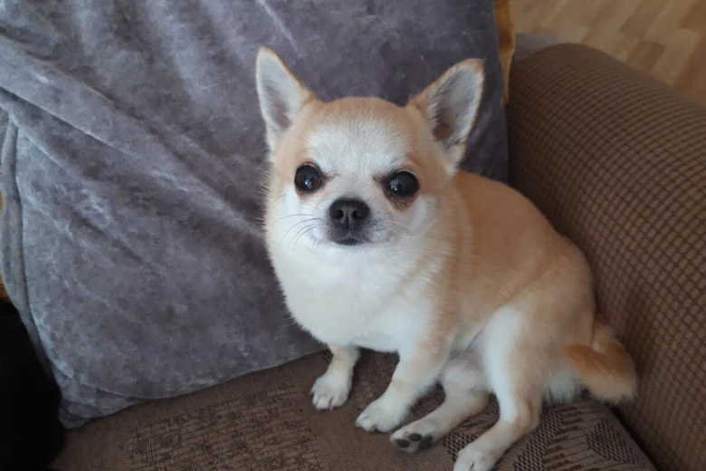Chihuahua