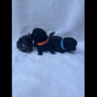 Mixed Breed - Both