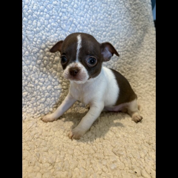 Chihuahua - Both