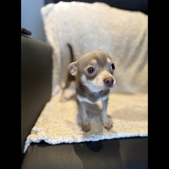 Chihuahua - Both