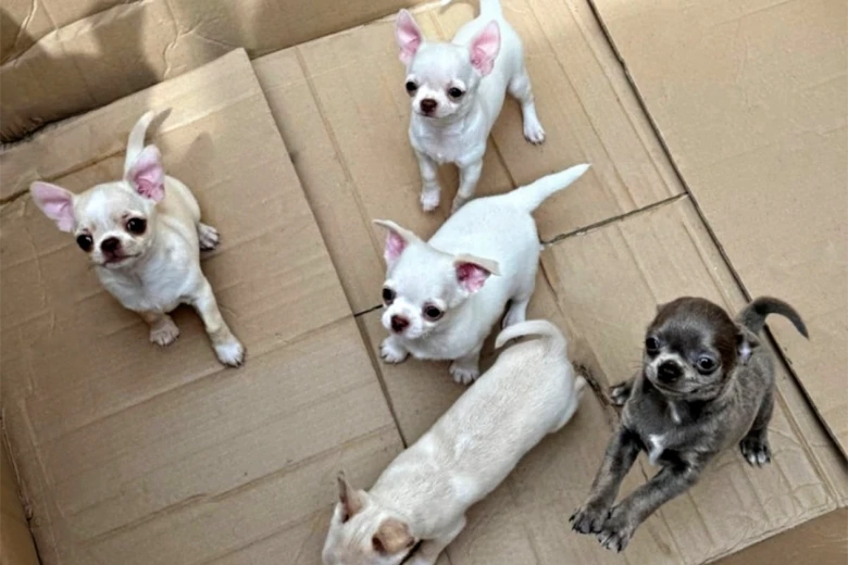 Chihuahua