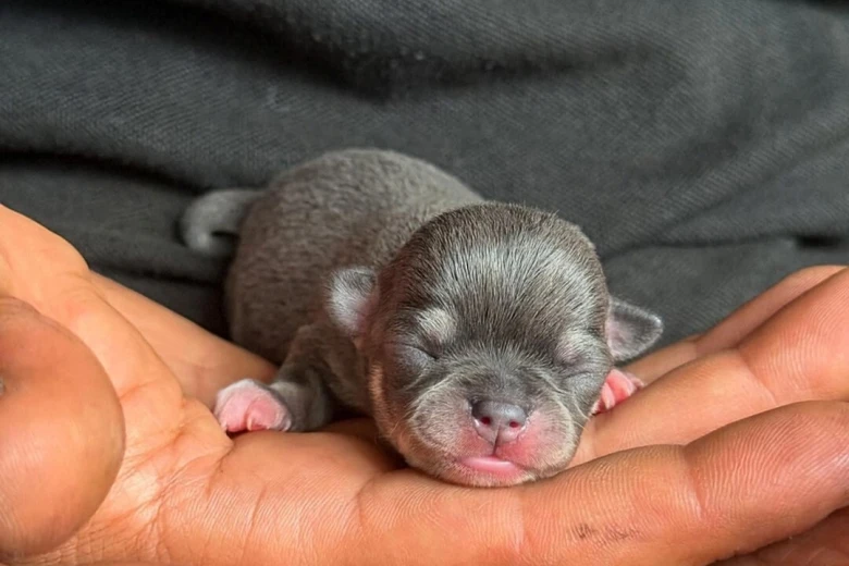 Chihuahua