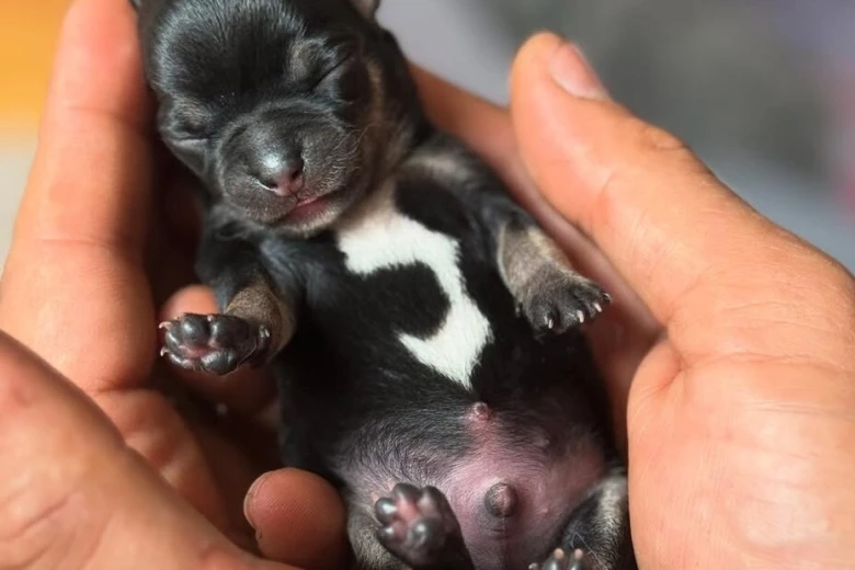 Chihuahua