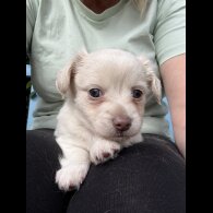 Chiweenie - Both